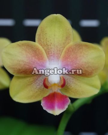 фото Фаленопсис (Dtps.Miki Golden Sean Baby) Тайвань от магазина магазина орхидей Ангелок