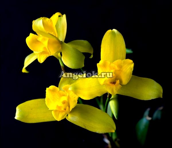 фото Ликаста (Lycaste macrobulbon) от магазина магазина орхидей Ангелок