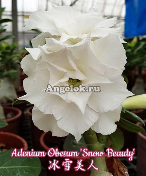 фото Адениум (Adenium obesum Snow Beauty) от магазина магазина орхидей Ангелок