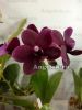 Фаленопсис (P.I-Hsin black silk)