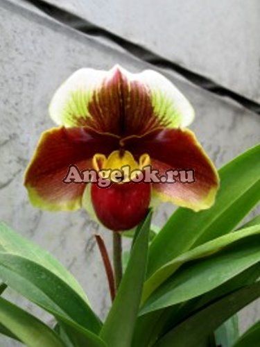 фото Пафиопедилум (Paph.Red Meatloaf × sib) Тайвань от магазина магазина орхидей Ангелок