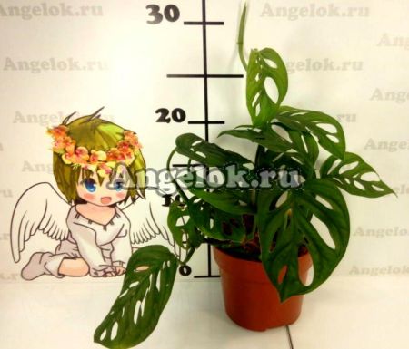 фото Монстера косая (Monstera oblique) от магазина магазина орхидей Ангелок