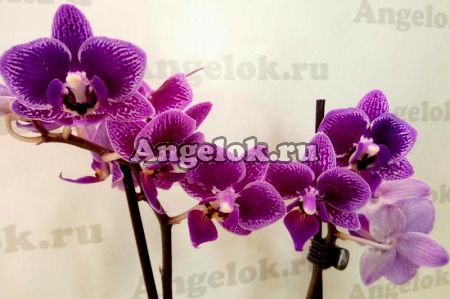 Фаленопсис пестролистный (Phalaenopsis Secret Love)