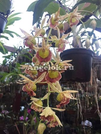 фото Катасандра (Catasandra Jumbo Express) от магазина магазина орхидей Ангелок