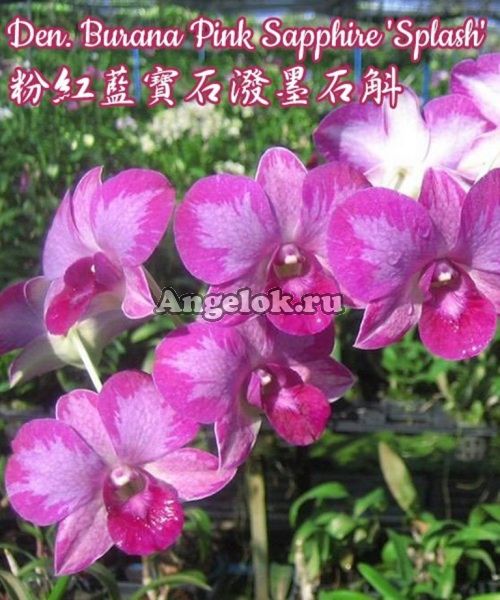 фото Дендробиум (Den. Burana Pink Sapphire 'Splash') Тайвань от магазина магазина орхидей Ангелок