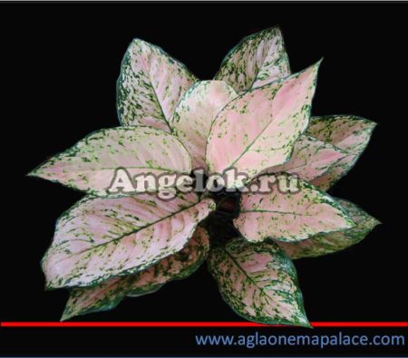 фото Аглаонема (Aglaonema Siam Orium) от магазина магазина орхидей Ангелок