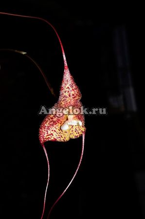 фото Дракула (Dracula bella) от магазина магазина орхидей Ангелок