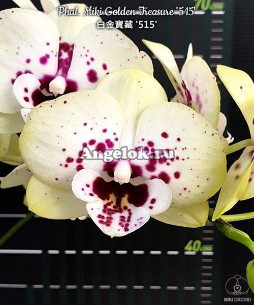 фото Фаленопсис детка (Phalaenopsis Miki Golden Treasure '515') Тайвань от магазина магазина орхидей Ангелок