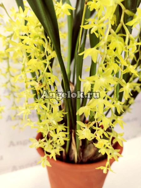 фото Дендрохилум (Dendrochilum abbreviatum) Тайвань от магазина магазина орхидей Ангелок