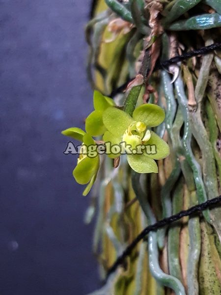 фото Хилошиста (Chiloschista usneoides) Тайвань от магазина магазина орхидей Ангелок