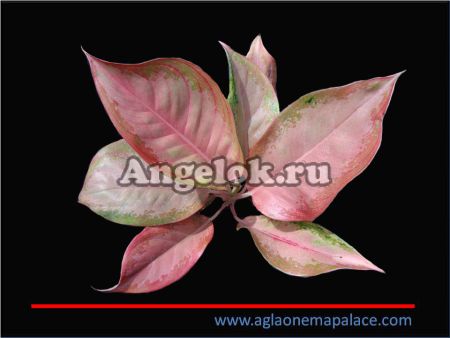 фото Аглаонема (Aglaonema Golden Baby) от магазина магазина орхидей Ангелок