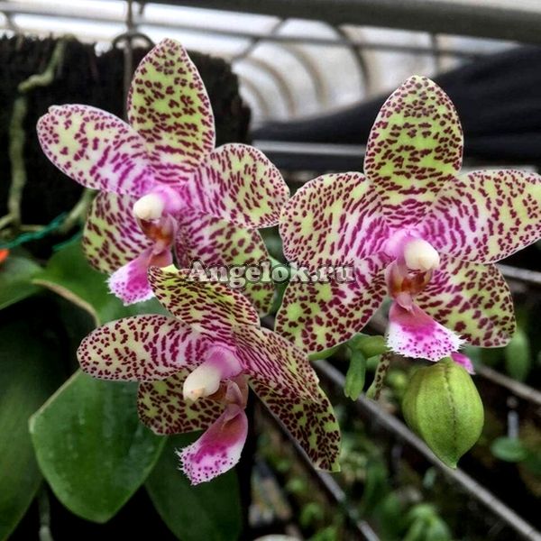 фото Фаленопсис Наташа Аико (Phalaenopsis Natasha Aiko) от магазина магазина орхидей Ангелок