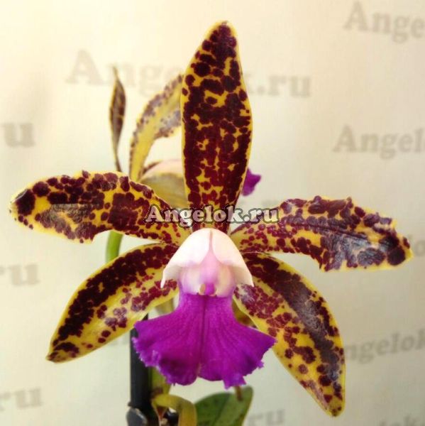 фото Каттлея (C.Choalin Doll) Тайвань от магазина магазина орхидей Ангелок