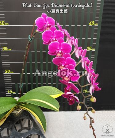 фото Фаленопсис детка (Phalaenopsis Sun Jye Diamond variegata) Тайвань от магазина магазина орхидей Ангелок