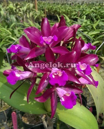 фото Каттлея (Ctt. Qing Ming Thirteen) Тайвань от магазина магазина орхидей Ангелок