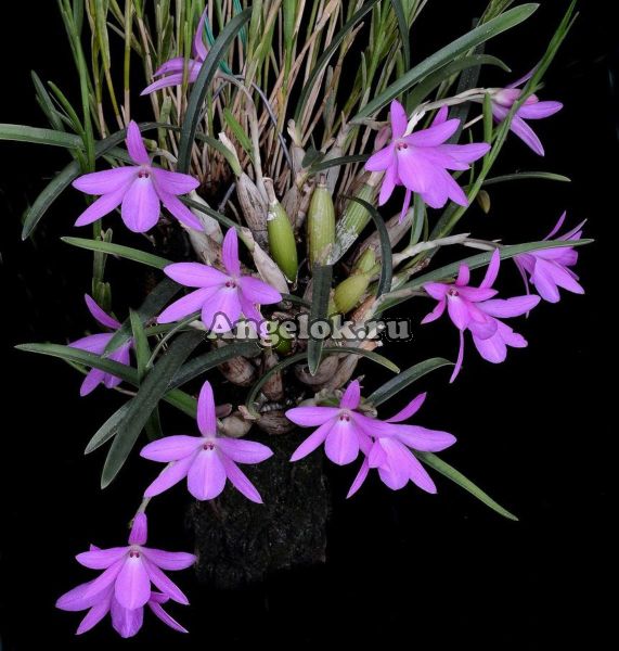 фото Софронителла фиолетовая (Sophronitella violacea) от магазина магазина орхидей Ангелок