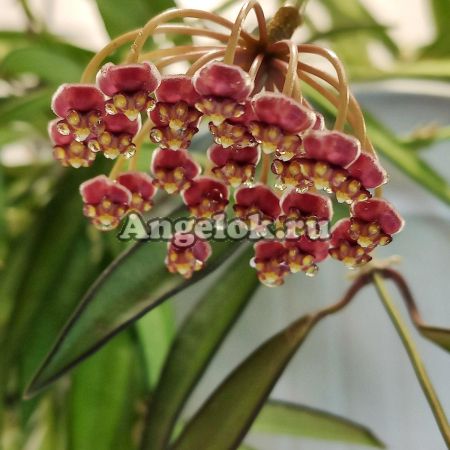 фото Хойя кентиана (Hoya kentiana) черенок от магазина магазина орхидей Ангелок