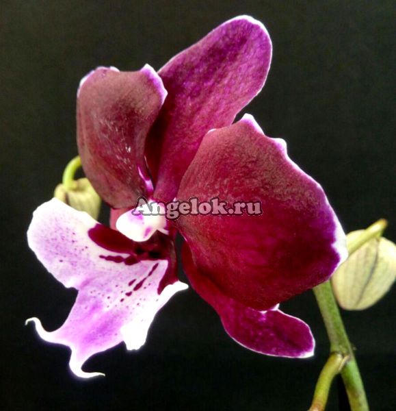 фото Фаленопсис Биг Лип (Phalaenopsis Chia Shing Hot Kiss '256') Тайвань от магазина магазина орхидей Ангелок
