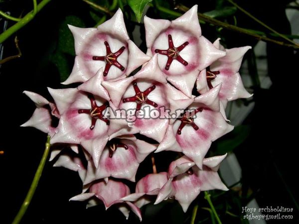 фото Хойя Арчболда (Hoya archboldiana White) черенок от магазина магазина орхидей Ангелок