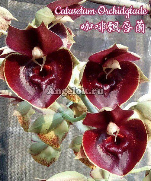 фото Катасетум (Catasetum Orchidglade) Тайвань от магазина магазина орхидей Ангелок
