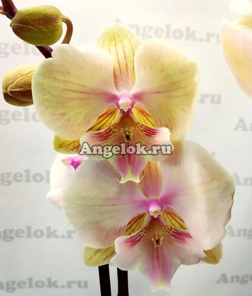 фото Фаленопсис Биг Лип (Phalaenopsis Sunrise Kiss) от магазина магазина орхидей Ангелок