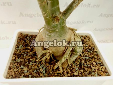 фото Лечуза Пон (Lechuza-PON) ручная фасовка 1л от магазина магазина орхидей Ангелок