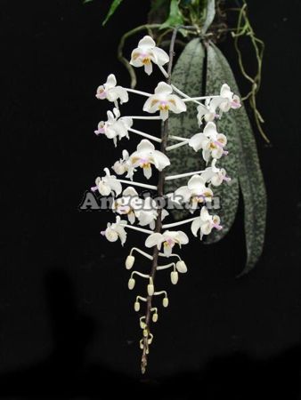 фото Фаленопсис целебесский (Phalaenopsis celebensis) от магазина магазина орхидей Ангелок