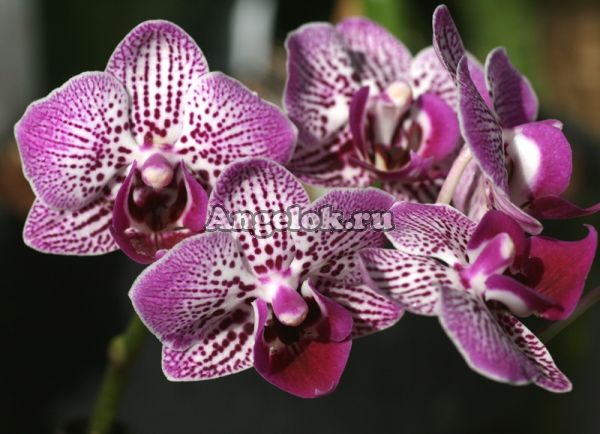 фото Фаленопсис мини (Phalaenopsis ) ph-82 от магазина магазина орхидей Ангелок