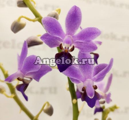 фото Фаленопсис (Phalaenopsis Purple Gem) от магазина магазина орхидей Ангелок