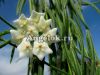 фото Хойя линейная (Hoya linearis) от магазина магазина орхидей Ангелок