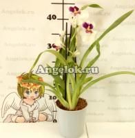 фото Мильтония (Miltonia) milt-13 от магазина магазина орхидей Ангелок