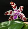фото Фаленопсис Марии (Phalaenopsis mariae) от магазина магазина орхидей Ангелок