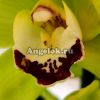 Цимбидиум (Cymbidium Green Rock) зеленый
