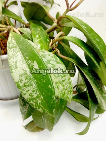 фото Хойя пубикаликс (Hoya pubicalix cv.“Silver Pink”) от магазина магазина орхидей Ангелок