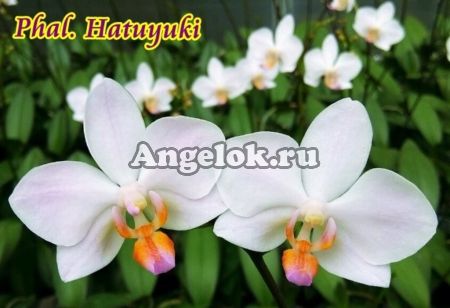 Фаленопсис Хатуюки (Phalaenopsis Hatuyuki) Тайвань