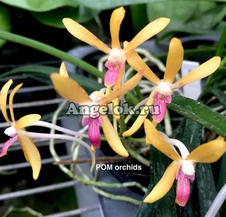 фото Неофинетия (Neofinetia falcata Yellow Red Lip) от магазина магазина орхидей Ангелок