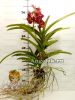 Ванда (Vanda Sumathi Cornalina) пятнистая