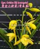 фото Цимбидиум (Cym. Golden Elf (variegata) Тайвань от магазина магазина орхидей Ангелок
