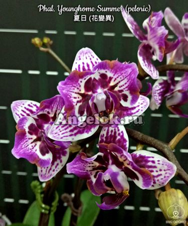фото Фаленопсис бабочка (Phalaenopsis Younghome Summer) от магазина магазина орхидей Ангелок