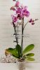 Фаленопсис Анна (Phalaenopsis Anna)