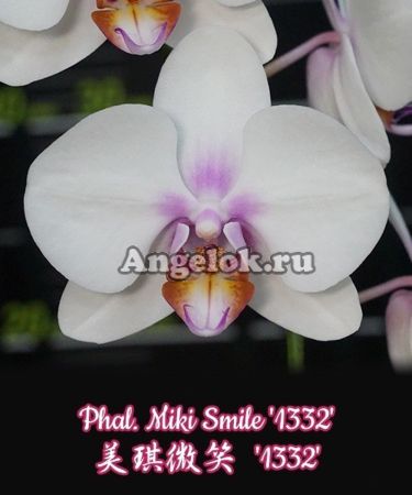фото Фаленопсис (Phalaenopsis Miki Smile '1332') Тайвань от магазина магазина орхидей Ангелок