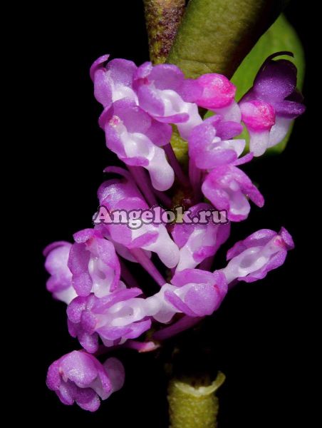 фото Шенорхис бревирахис (Scoenorchis brevirachis) от магазина магазина орхидей Ангелок