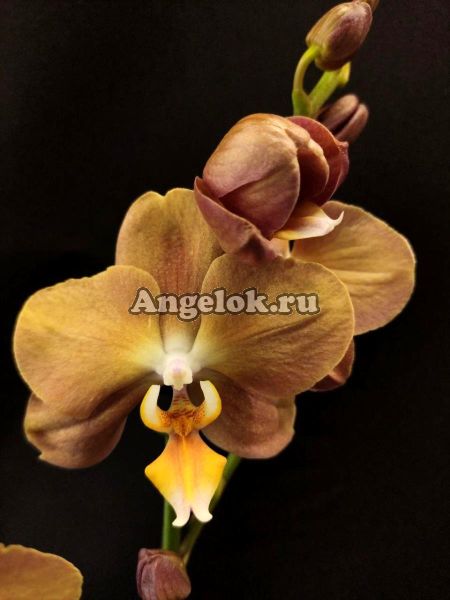 фото Фаленопсис Брион (Phalaenopsis Brion) от магазина магазина орхидей Ангелок