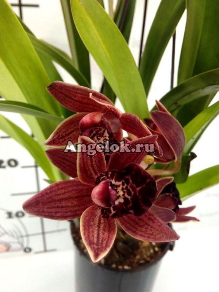 фото Цимбидиум (Cymbidium Dorothy Stockstill) Cascade от магазина магазина орхидей Ангелок
