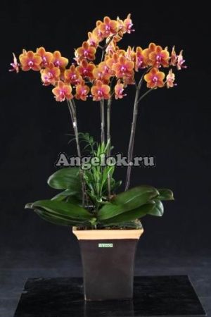 фото Фаленопсис (P.Sogo Lawrence) 3,5 Тайвань от магазина магазина орхидей Ангелок