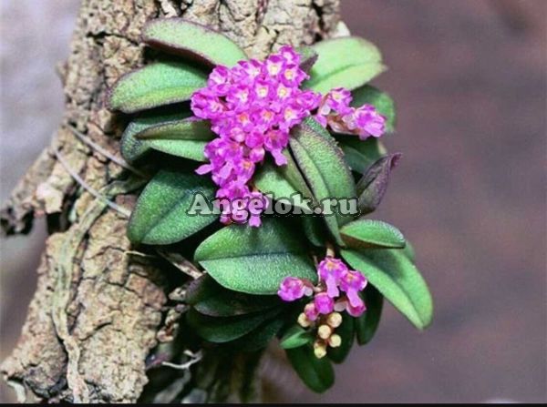 фото Шенорхис душистый (Schoenorchis fragrans) от магазина магазина орхидей Ангелок