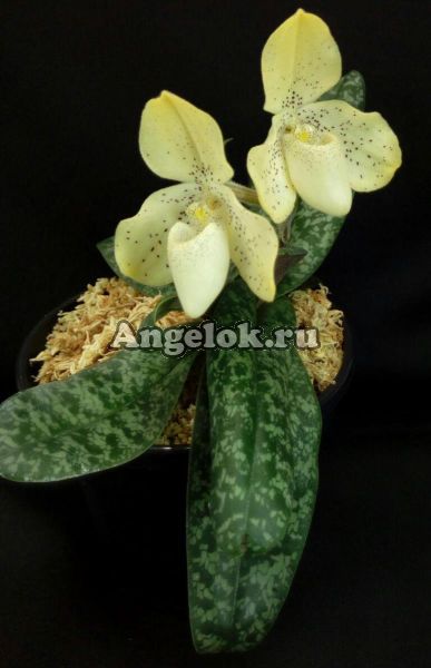 фото Пафиопедилум конколор (Paphiopedilum concolor) от магазина магазина орхидей Ангелок