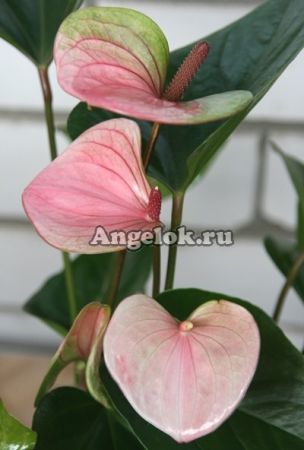 фото Антуриум Андрэ Пандола детка (Anthurium Pandola) от магазина магазина орхидей Ангелок