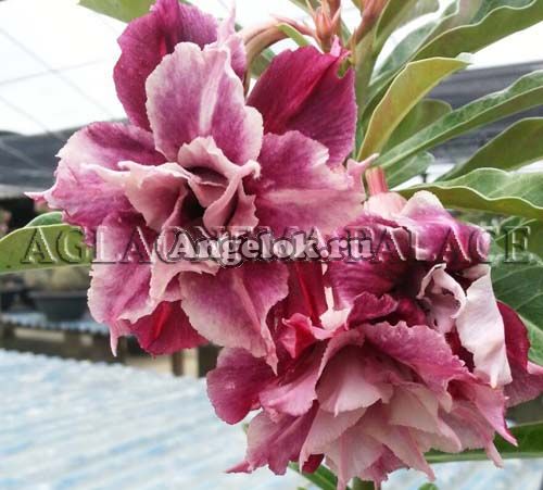 фото Адениум (Adenium obesum Purple dragon) от магазина магазина орхидей Ангелок