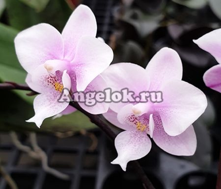 фото Фаленопсис (Phalaenopsis Jiaho's Pink Girl) Тайвань от магазина магазина орхидей Ангелок